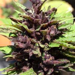 Crystal Med CBD Auto
