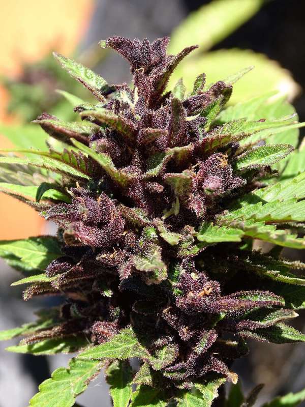 Crystal Med CBD Auto