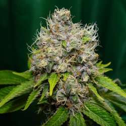 Epoxi OG