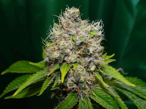 Epoxi OG