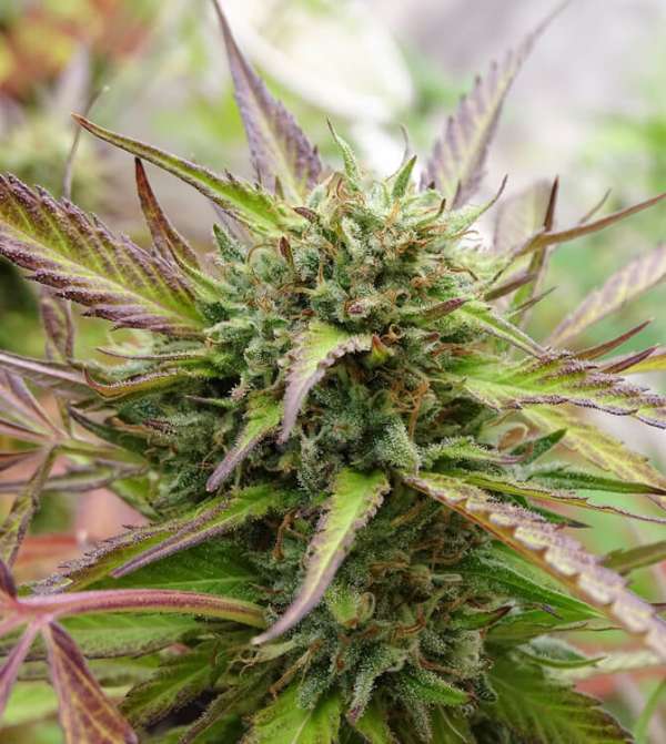 Sour Flash