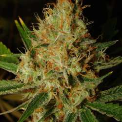 Lemon Blue Cheese Auto