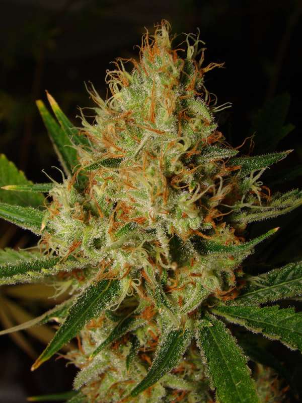 Lemon Blue Cheese Auto