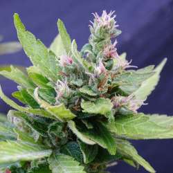 Mohan Poison Auto