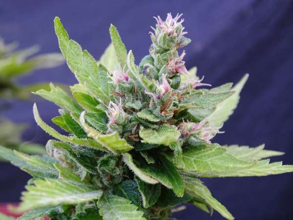 Mohan Poison Auto