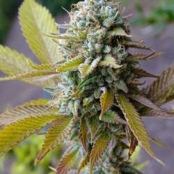 Sour Compassion