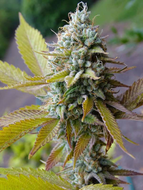 Sour Compassion