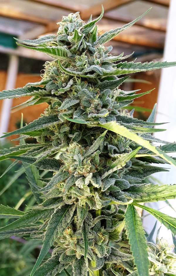 Sour Destro