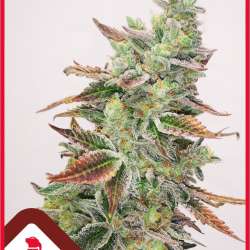Banana Purp