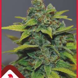 Banana Zkittlez