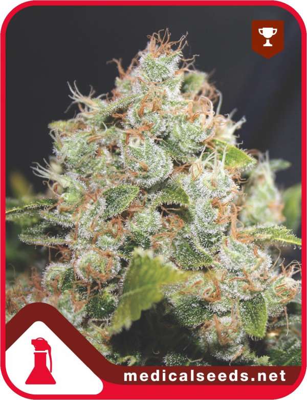 Canadian Kush 2.0