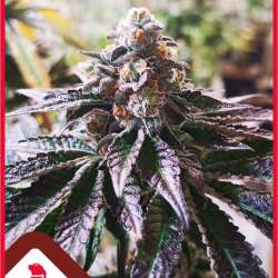 Cookies Purple Punch