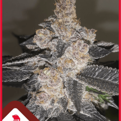 Gelato 242