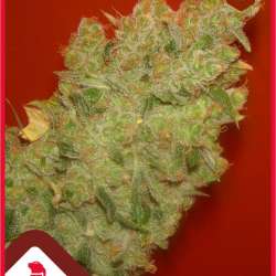Jack la Mota