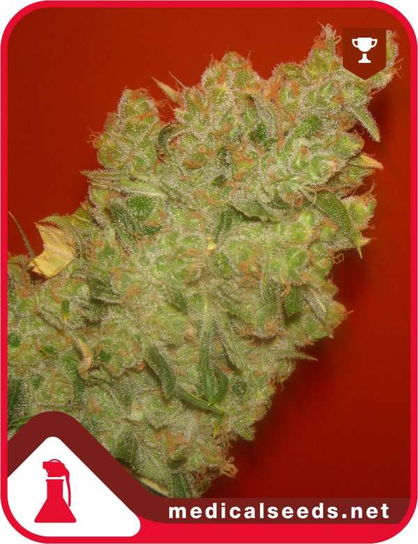 Jack la Mota