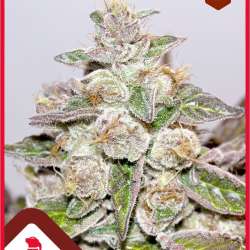 Mendocino Purple Kush