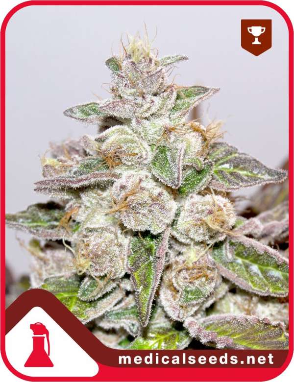 Mendocino Purple Kush
