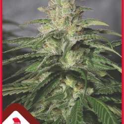 OG Kush CBD