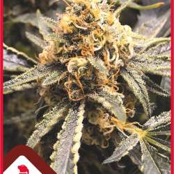 Recovery CBD