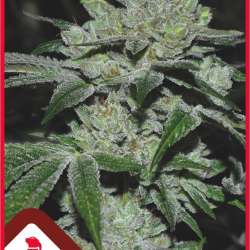 Sour Glue