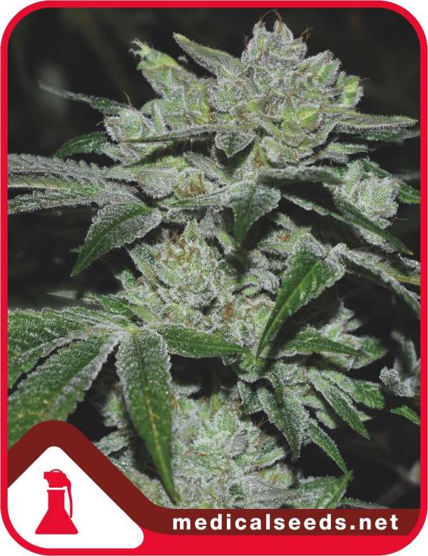 Sour Glue
