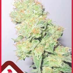 Y Griega CBD