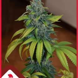 Zkittlez