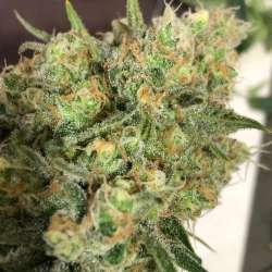 Cordobesa Haze Auto