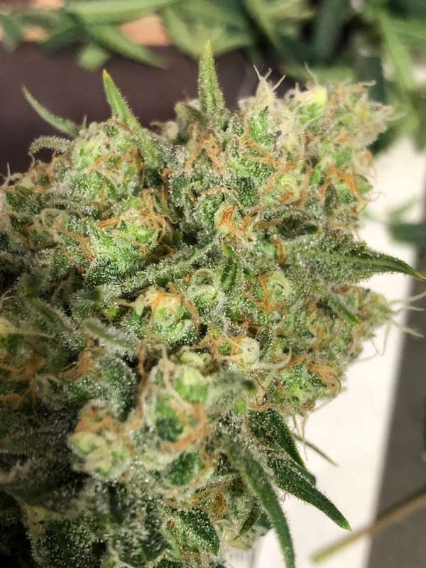 Cordobesa Haze Auto