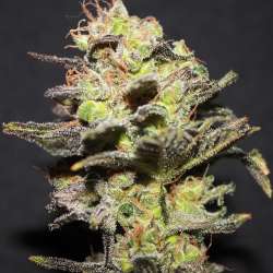 Icer