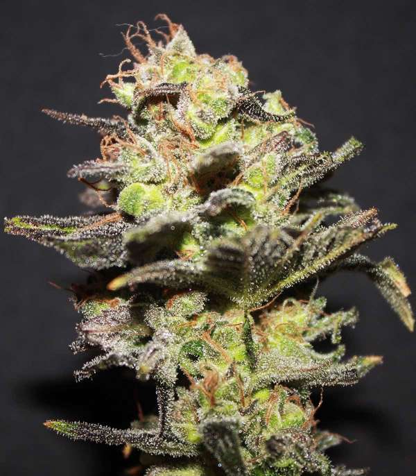 Icer