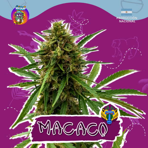 Macaco Auto