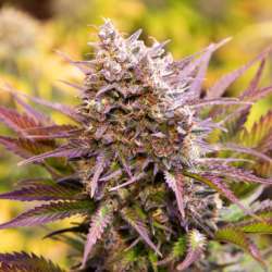 Magnum Cookies Auto