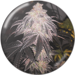 Cookies Sherbert Auto