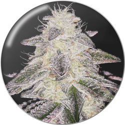Medical Runntz