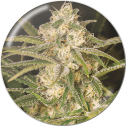No Name Auto