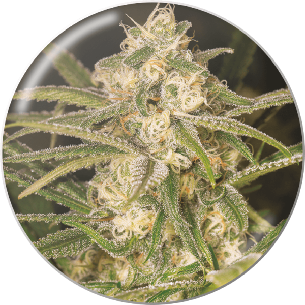 No Name Auto