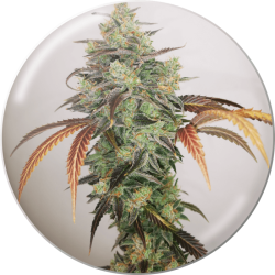 Y Griega CBD 2.0