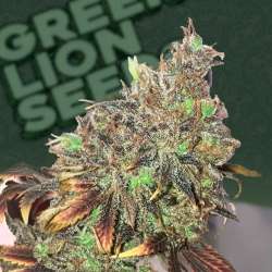 Platinum Widow