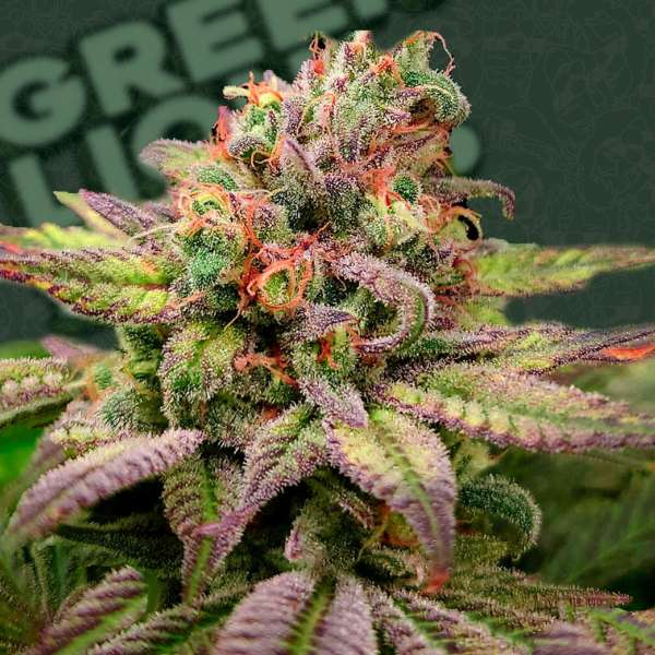 Amnesia Widow