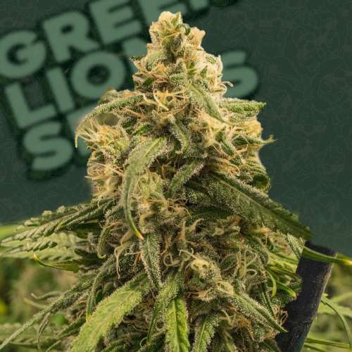 Lemon Pie Auto