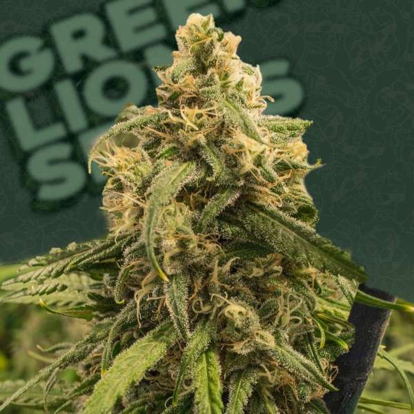 Lemon Pie Auto