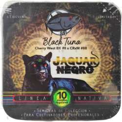 Jaguar Negro Regular