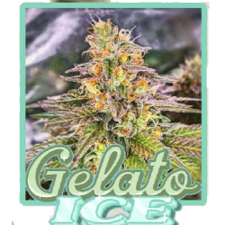 Gelato Ice Auto