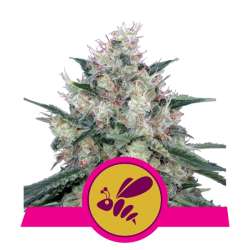 Honey Cream Fast