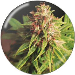 Red Cross CBD