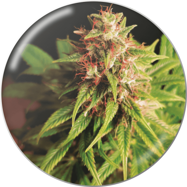 Red Cross CBD