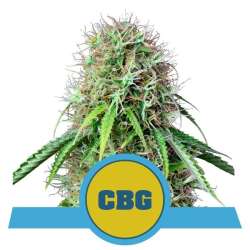 Royal CBG  Auto