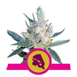Royal Cheese Fast