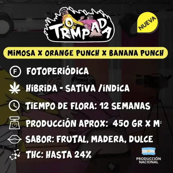 Trompada - Image 2